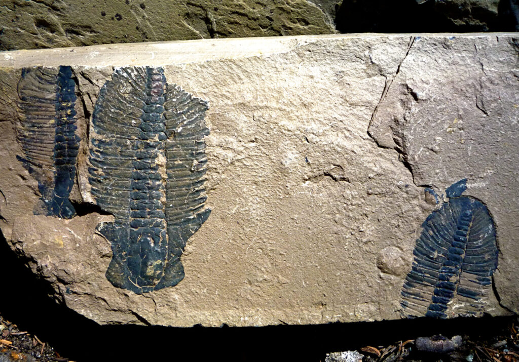 The Cambrian Explosion