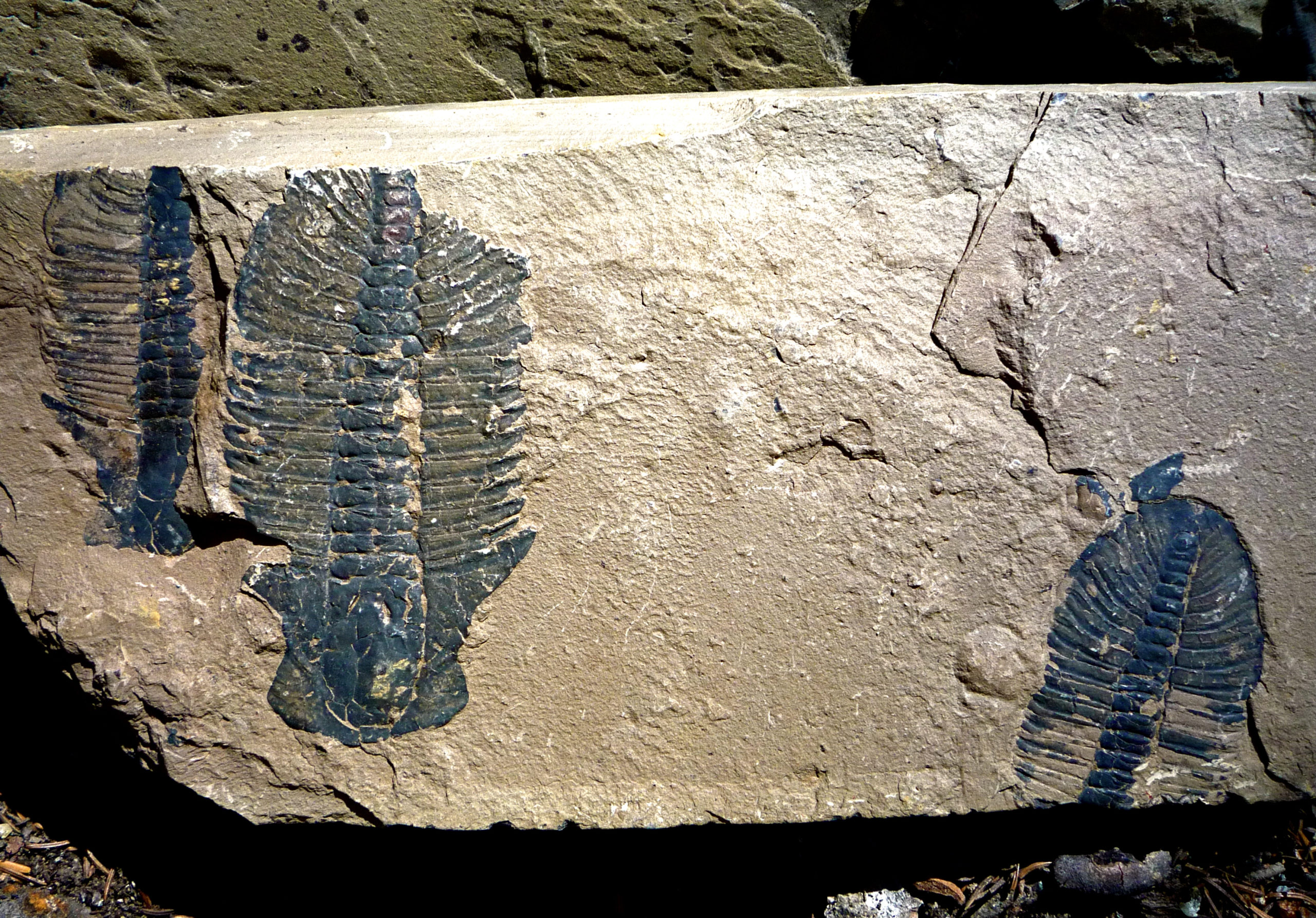 The Cambrian Explosion